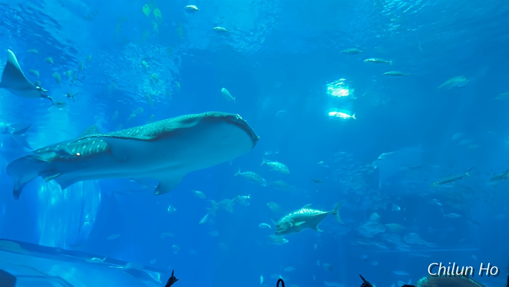 沖縄美ら海水族館